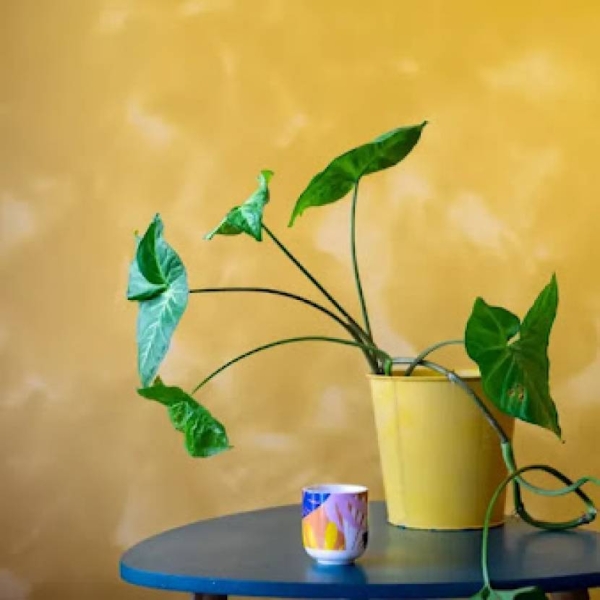 Le restaurant - Candela - Restaurant Talence - Bon restaurant Talence